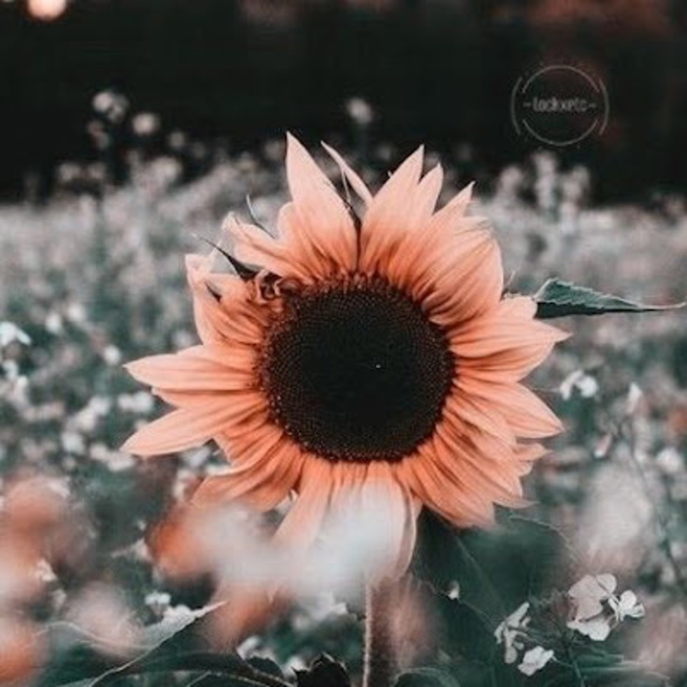 Meet your Posher, Oliver